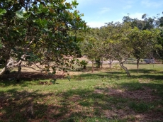 Brasilien 68 Ha grosses Tiefpreis-Grundstück Region Manaus AM