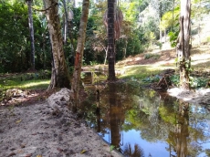 Brasilien 68 Ha grosses Tiefpreis-Grundstück Region Manaus AM