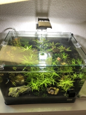 35l Dennerle Nanoaquarium zu verkaufen