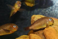 Tropheus Namansi fiery fry