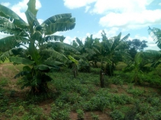 Brasilien 480 HA Rinderfarm Tiefpreis-Grundstück mit Flussantoss