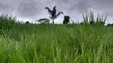 Brasilien 480 HA Rinderfarm Tiefpreis-Grundstück mit Flussantoss