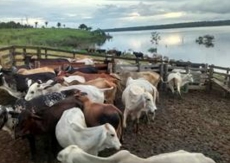 Brasilien 480 HA Rinderfarm Tiefpreis-Grundstück mit Flussantoss