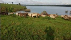Brasilien 480 HA Rinderfarm Tiefpreis-Grundstück mit Flussantoss