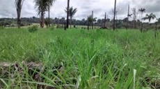 Brasilien 480 HA Rinderfarm Tiefpreis-Grundstück mit Flussantoss