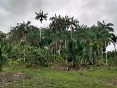  Brasilien 400 Ha Tiefpreis- Grundstück südwestlich von Manaus 