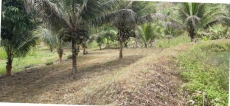  Brasilien 16Ha grosses Tiefpreis Grundstück Region Manaus AM