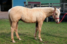 Sehr kräftiger, gut gezogener Quarter Horse Jährling