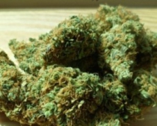 Qualität Cannabiskraut und Samen