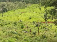 Brasilien in 1000 Ha grosses Tiefpreis-Grundstück investieren!