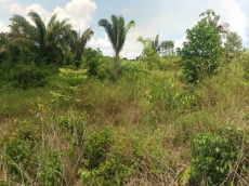 Brasilien in 1000 Ha grosses Tiefpreis-Grundstück investieren!