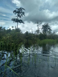 Brasilien 100 Ha Grundstück in der Nähe von Manaus AM 