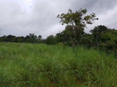 Brasilien 100 Ha Grundstück in der Nähe von Manaus AM 