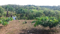 Brasilien Millionär werden mit Landkauf!