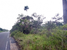 Ihre Geldanlage in Brasilien mit 100 Hektar Land