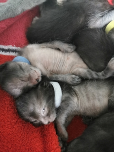 Lykoi kitten 