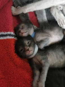 Lykoi kitten 