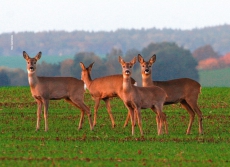 Wildfleisch, Reh oder Wildschwein