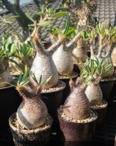 Pachypodium Sorten zum Verkauf