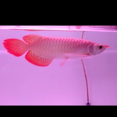 Qualität Arowana Fisch zu verkaufen