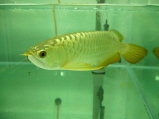 Qualität Arowana Fisch zu verkaufen