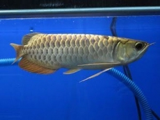 Qualität Arowana Fisch zu verkaufen