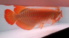 Qualität Arowana Fisch zu verkaufen