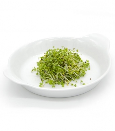 Microsprossen - Microgreens - Lokal Produziert