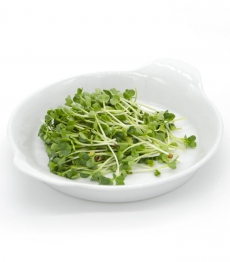 Microsprossen - Microgreens - Lokal Produziert