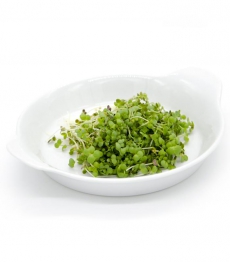 Microsprossen - Microgreens - Lokal Produziert