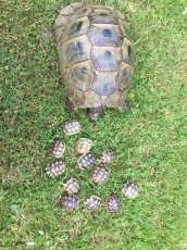 Purlimuntere maurische Schildkrötenbabys!
