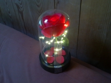 Rote Rose von Sharon im Glashaus mit LED-Kette