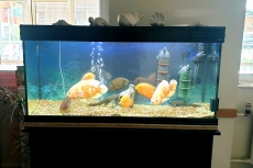 Aquarium Fusion 120x40, 224 liter