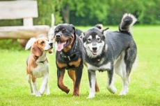 Regionale Hundeschule Buchs - Liechtenstein - Sargans - Chur