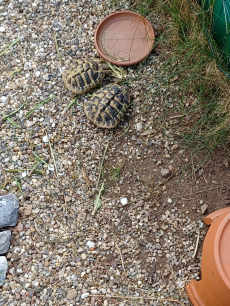 2 Land Landschildkröten. Sind 3 Jährig