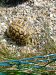 2 Land Landschildkröten. Sind 3 Jährig