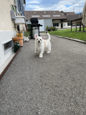 Chinese Crested Dog Welpen