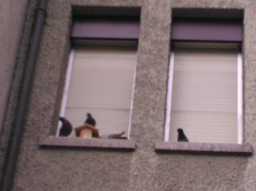 Taubenabwehr ohne Spikes und Vogeldraht. Schweiz, Liechtenstein.