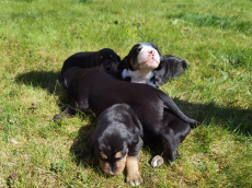 10Schweizer Sennenhundmischlinge freuen sich auf ihr neues Zuhaus