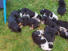 10Schweizer Sennenhundmischlinge freuen sich auf ihr neues Zuhaus