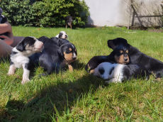10Schweizer Sennenhundmischlinge freuen sich auf ihr neues Zuhaus