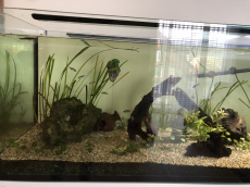 Komplettes 450 Liter Aquarium zu verkaufen