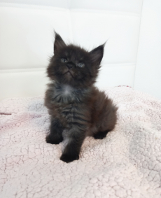 MaineCoon Kitten