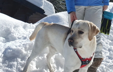 Deckrüde Labrador mit Ahnentafel / kein Verkauf