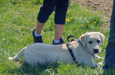 Deckrüde Labrador mit Ahnentafel / kein Verkauf