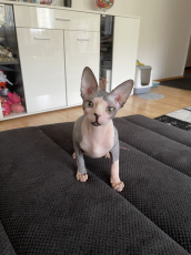 Canadian Sphynx Katze 