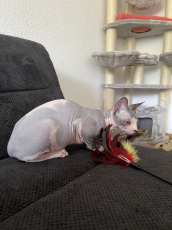 Canadian Sphynx Katze 