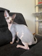 Canadian Sphynx Katze 