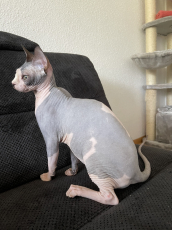 Canadian Sphynx Katze 