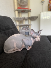 Canadian Sphynx Katze 